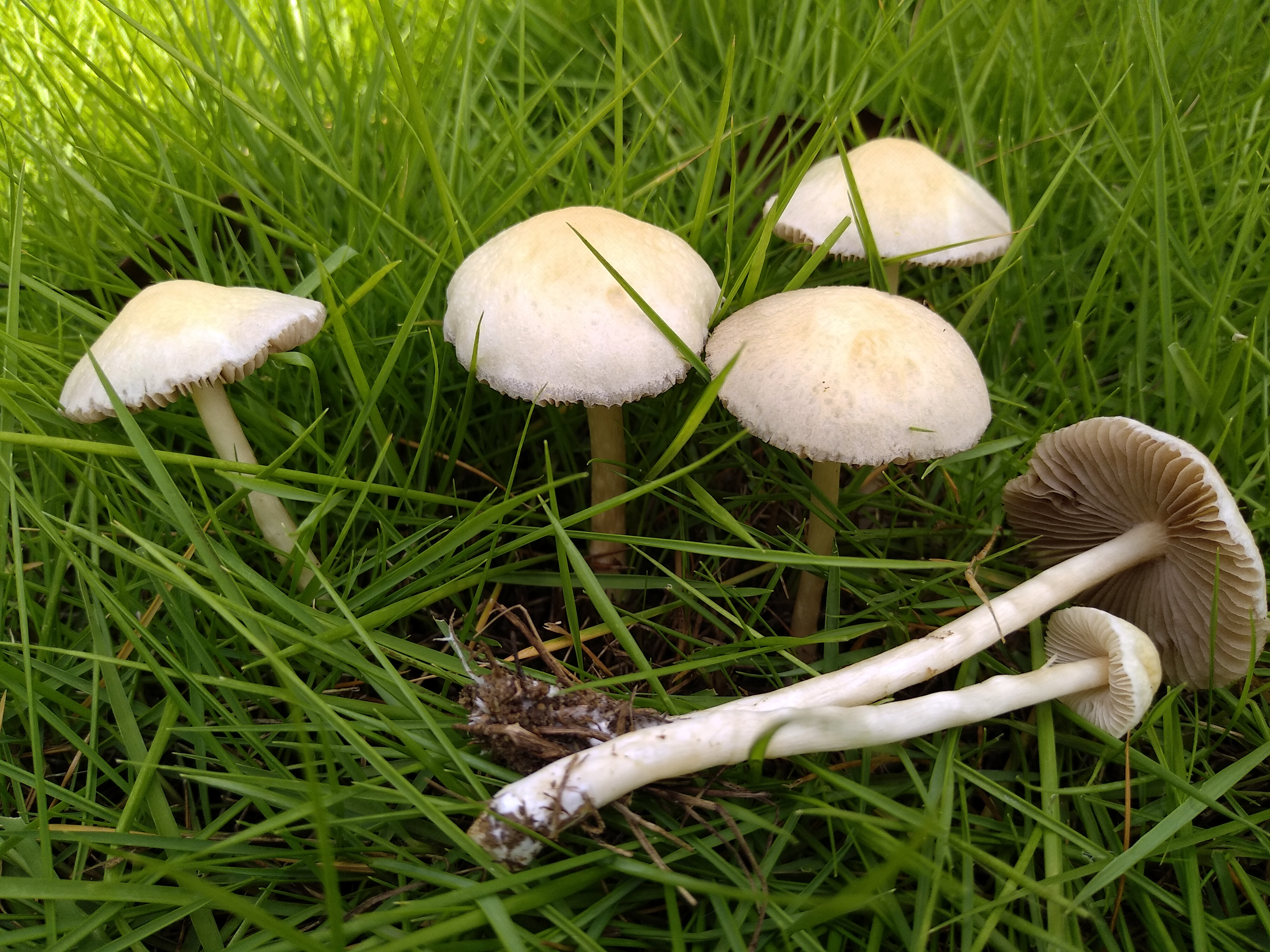 Foto Agrocybe retigera